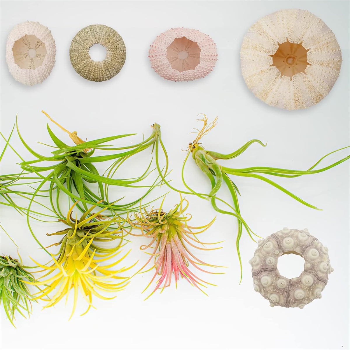 Tutuviw 5 Pcs Mini Sea Urchin Shell Air Plant Holders,Decorative Hanging Air Plant Pot, Tillandsia Succulent Display Container for Home Gardening Gifts Beach Theme Party Decors, No Plants