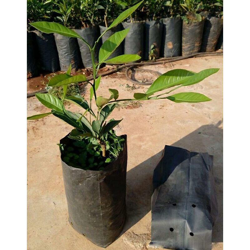 100 pcs Thickened Plastic Plant Nursery Bags Fruit Flower Seedling Planting Bags Garden Plant Grow Bags With Breathable