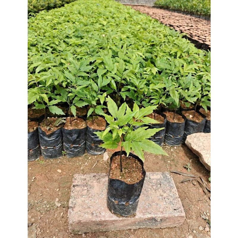 100 pcs Thickened Plastic Plant Nursery Bags Fruit Flower Seedling Planting Bags Garden Plant Grow Bags With Breathable