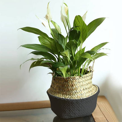 Seagrass Wicker Basket Flower Pot Folding Basket,3 Size Seagrass Handmade Decorative and Functional Storage Basket,Wicker Picnic Basket with Double Handles,Basket for Storage,10.2x12.6 9.4x10.6"