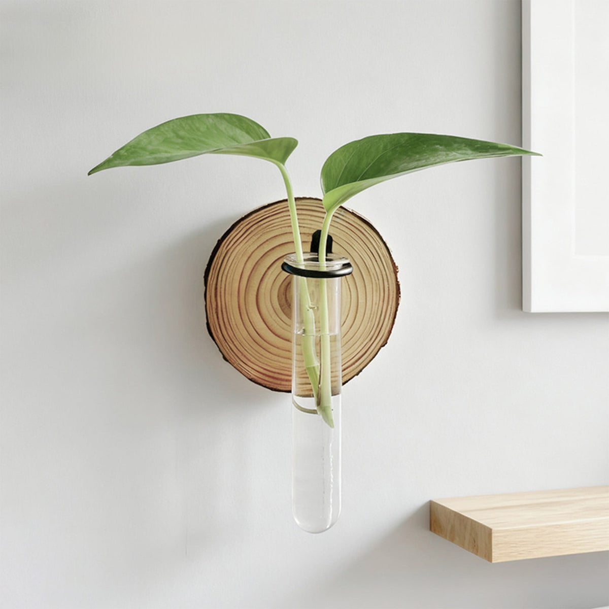 Plant Propagation Station, Wall Hanging Plants Terrarium, Wall Mounted Vases Flower Pots, Hydroponic Plants Vases, for Home Office Decor, Test Tube Propagate Air Plant Cutting Holder 1Pc