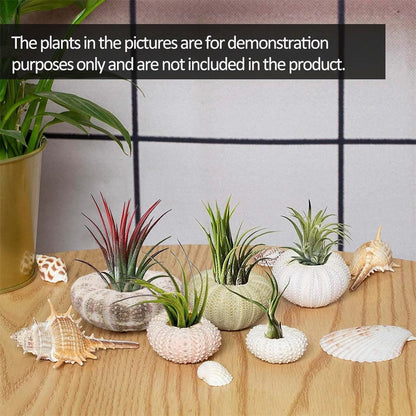 Tutuviw 5 Pcs Mini Sea Urchin Shell Air Plant Holders,Decorative Hanging Air Plant Pot, Tillandsia Succulent Display Container for Home Gardening Gifts Beach Theme Party Decors, No Plants