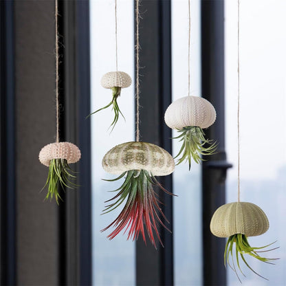 Tutuviw 5 Pcs Mini Sea Urchin Shell Air Plant Holders,Decorative Hanging Air Plant Pot, Tillandsia Succulent Display Container for Home Gardening Gifts Beach Theme Party Decors, No Plants