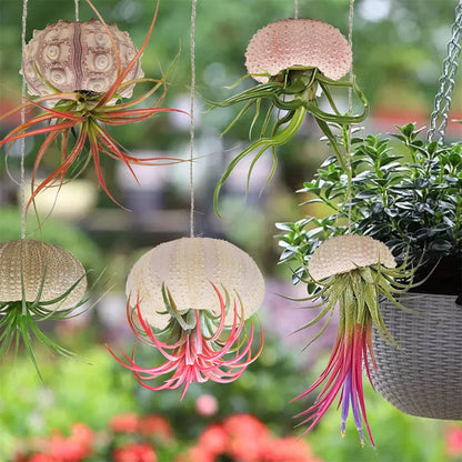Tutuviw 5 Pcs Mini Sea Urchin Shell Air Plant Holders,Decorative Hanging Air Plant Pot, Tillandsia Succulent Display Container for Home Gardening Gifts Beach Theme Party Decors, No Plants