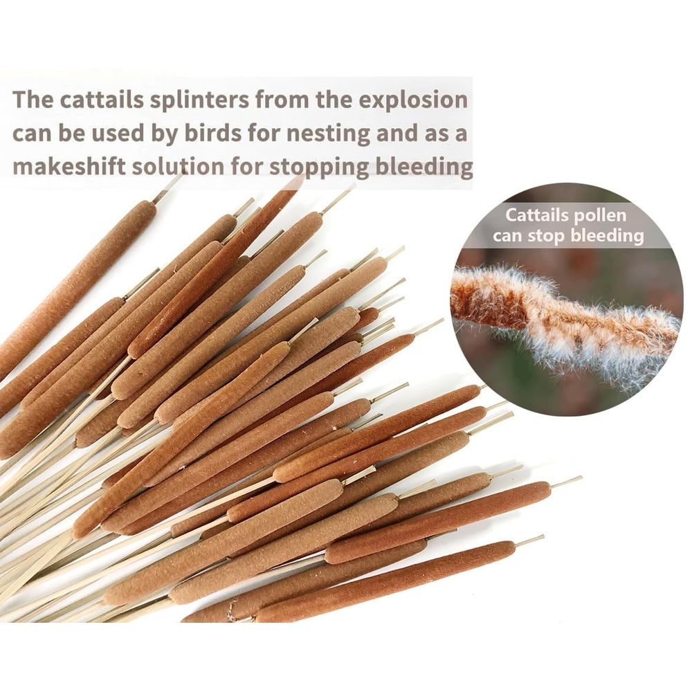 15Pcs Dried Natural Cattail Flowers, 16" Assorted Cattails for Modern Boho Decor, Grass Decorations, Farmhouse Wedding Bouquet, Vase Arrangements
