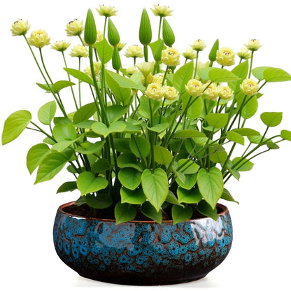 Lotus Bowl Planter â\x80\x93 Glazed Ceramic Water Pot for Indoor Outdoor Use, Shallow Hydroponic Vase for Lotus Seeds, Succulents, Bonsai, Water Lily Arrangement (Blue)